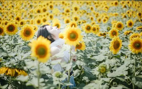 少女与向日葵花海唯美写真电脑桌面壁纸
