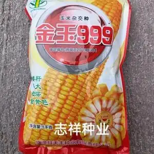 大田种植金玉999杂交玉米种子矮杆大棒高产白轴喂家禽鸡鸭苞谷籽