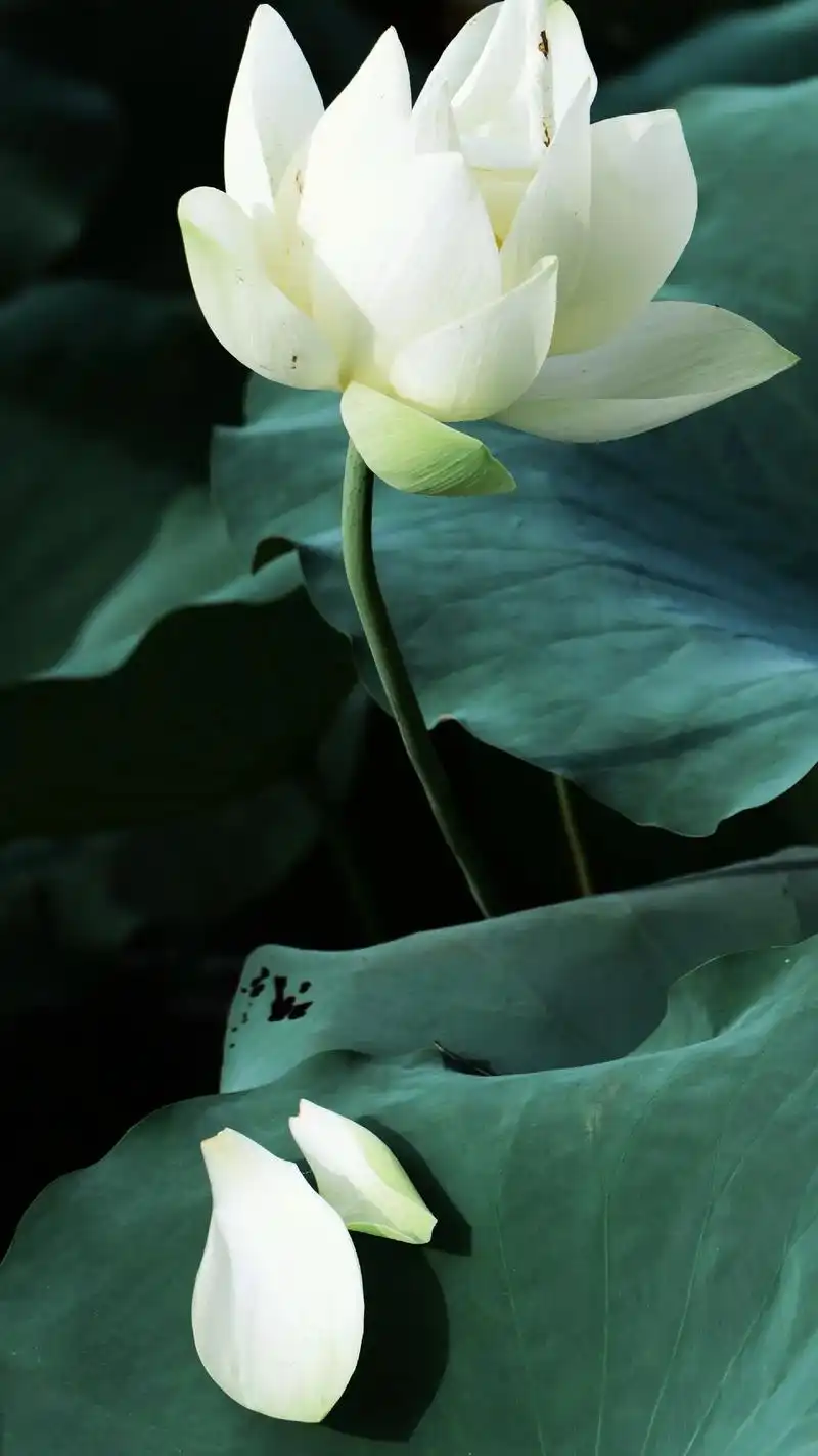 荷与九月.#荷花 #白荷花 #荷花池畔 #每一帧都是热爱 # - 抖音