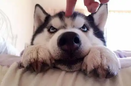 原创养一只哈士奇每天都大眼瞪小眼每天都心惊胆战