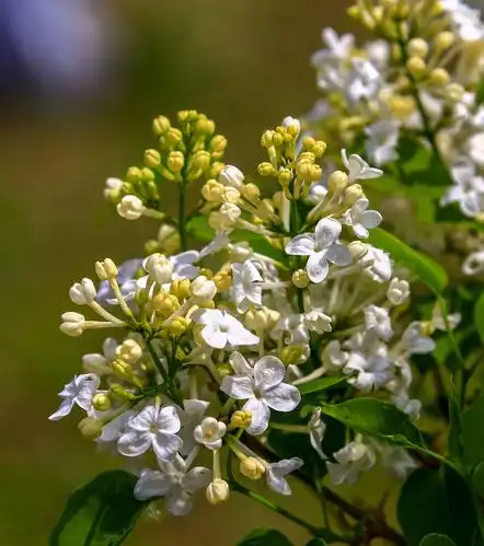 丁香花开香满园