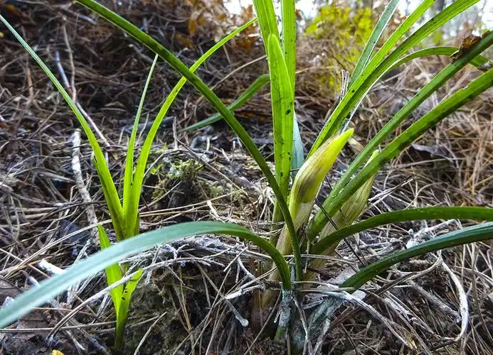 深山里的兰草