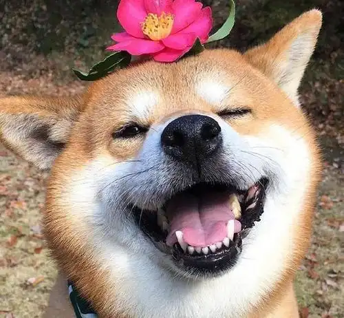 笑一笑没什么大不了可爱萌宠狗狗笑容治愈系