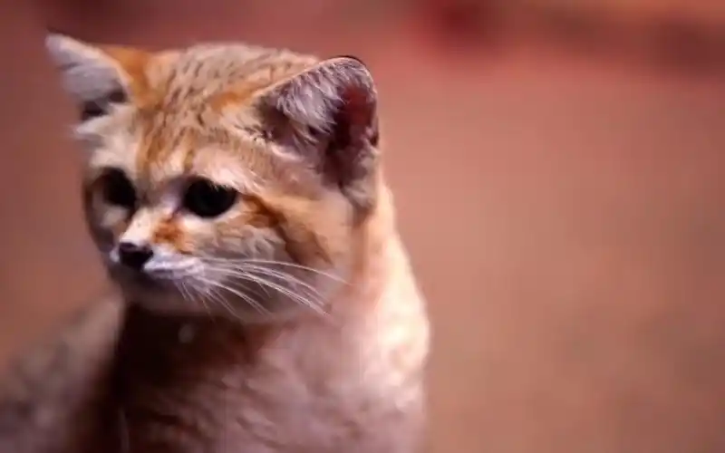世界上最小的猫科动物——沙丘猫
