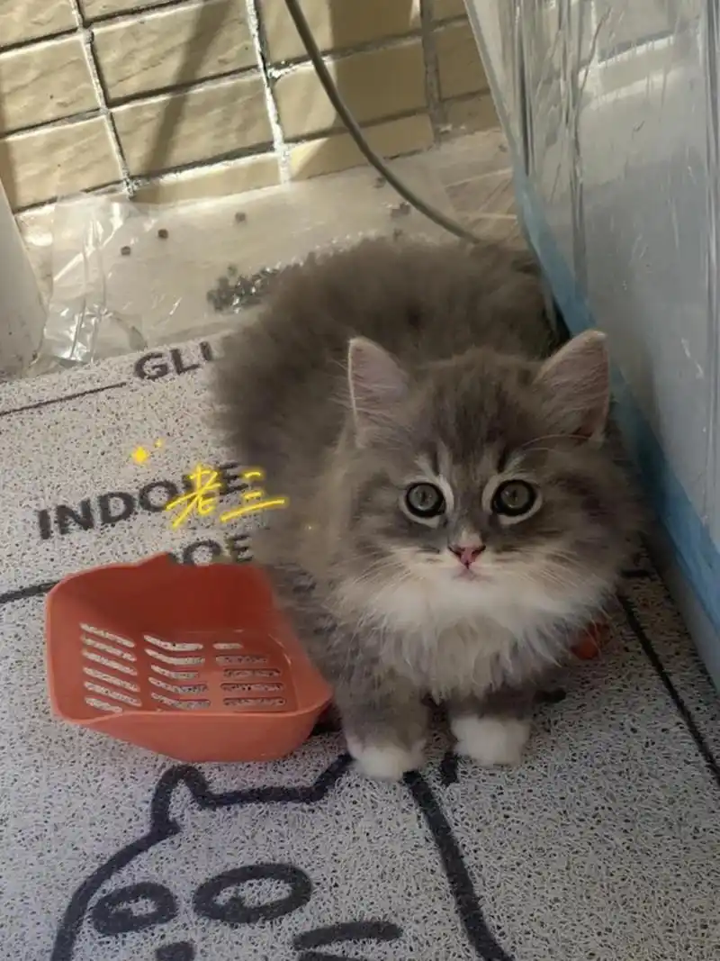 布偶跟蓝猫生下的崽崽长啥样 布偶是爹,蓝猫是娘.绝育一定要趁早!