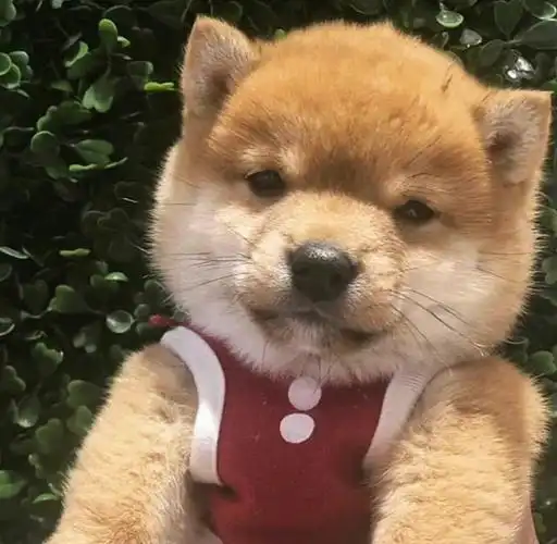 可爱又迷人(沙雕)的狗狗头像 - 知乎