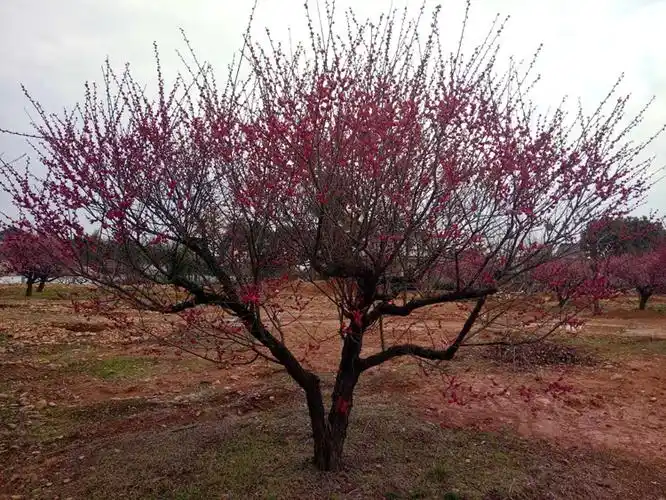 22公分朱砂梅批发|22公分朱砂梅供应商|22公分朱砂梅