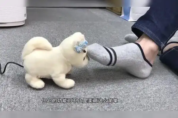日本专闻脚臭的小狗闻到香脚就兴奋臭脚就晕倒一个就卖上千元