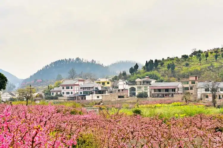 贵州有哪些十里桃花万亩桃园别错过了短暂的花期