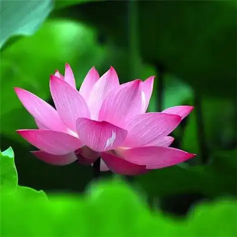 最漂亮荷花大全头像