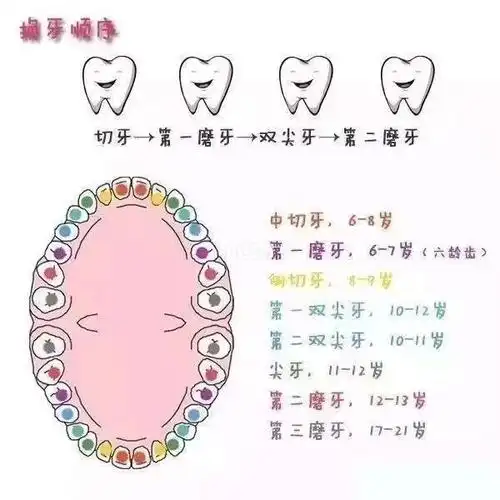 切牙—第一磨牙—双尖牙—第二磨牙