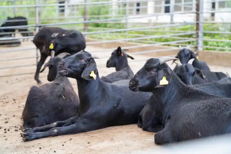 瑞丰农业:做大足黑山羊的"领头羊"企业-大足新时代文明实践中心