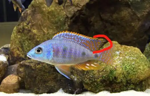 三湖慈鲷 分 公母