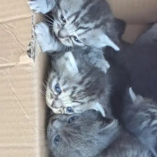 蓝猫和美短找家长重庆送到家希望找到负责的家长哦#重庆  #猫咪领养