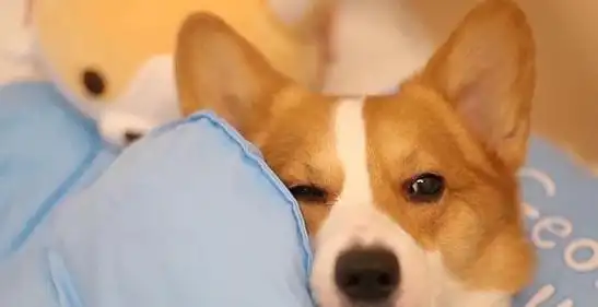 睡觉用这些姿势的柯基多半是不信任你