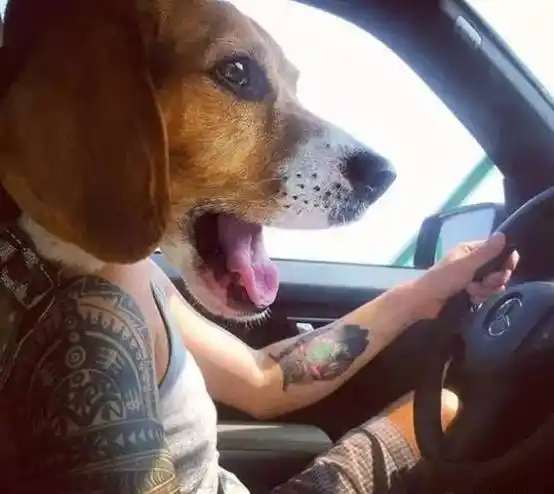 新型生物:柯基海豹!会跳芭蕾的小法猪牛头汪身,有种莫名的萌据说