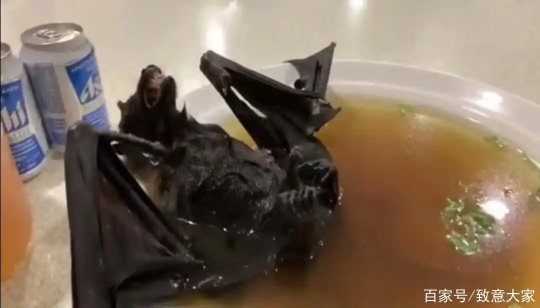 曝光吃蝙蝠的那些人,人性的泯灭!