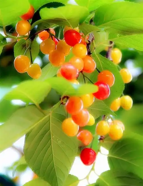 植物园漂亮的瓜果