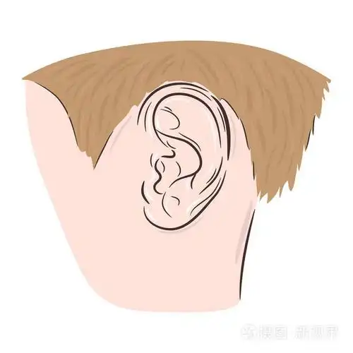 人耳的矢量图示插画-正版商用图片06fymz-摄图新视界
