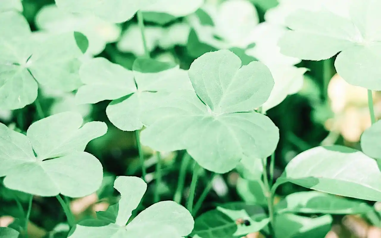 夏日小清新绿色护眼植物唯美高清桌面壁纸