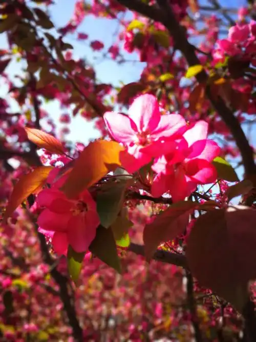 年年不负海棠花