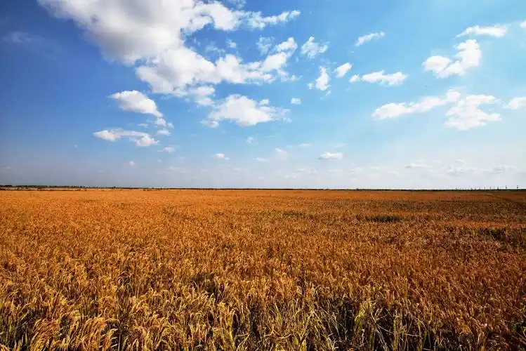 gx 金色的稻田,美丽的家园