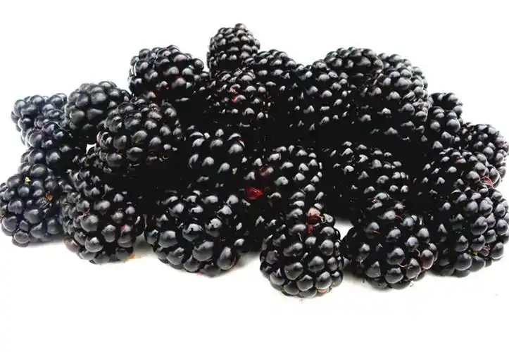 黑树莓