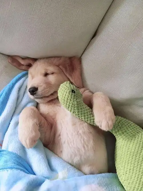 金毛睡着了,网友拿着东西放到它怀里去都没事,根本就一点儿反应都没有