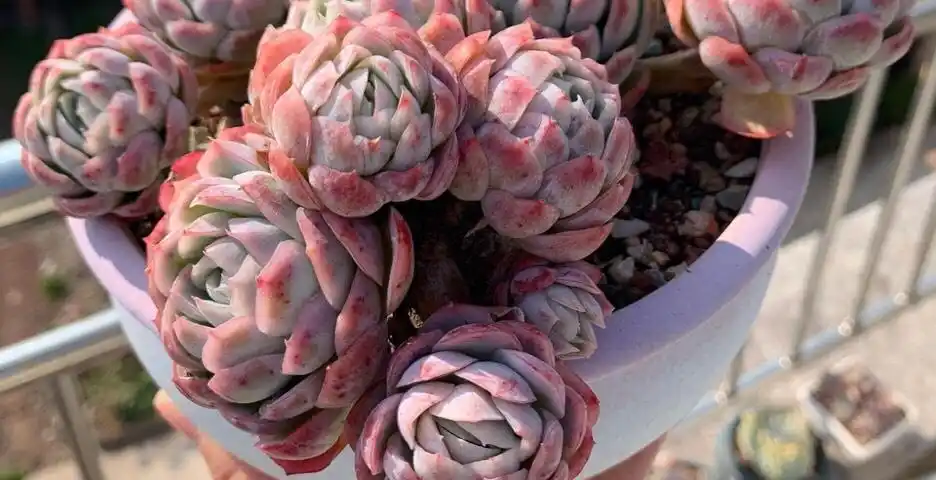 多肉冰梅这么养能爆盆易变美色彩斑斓惹人醉还有迷人的香味