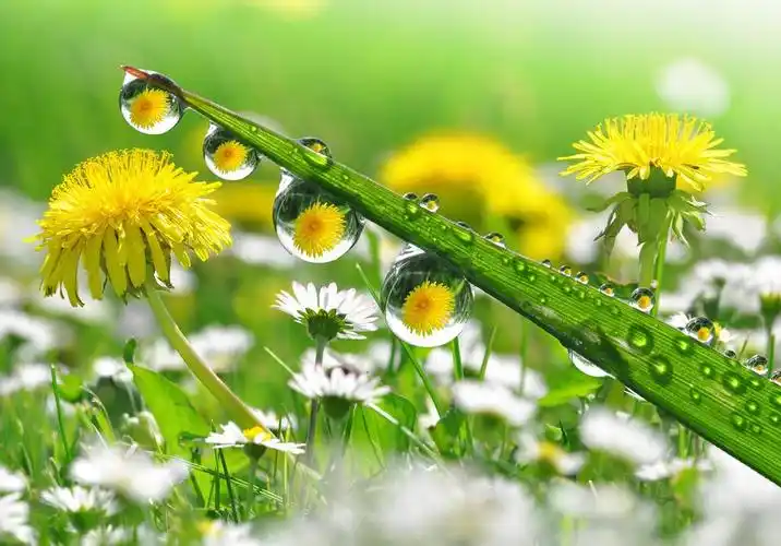 露珠,鲜草,露水滴落近处