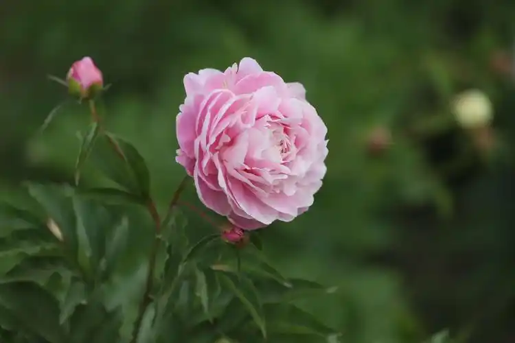 走进春天,走进花的世界!