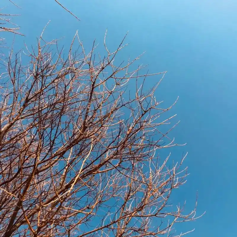 安静的复苏 春已近 #治愈系风景 #感受大自然的气息和美景  - 抖音