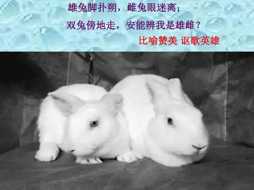 无忧文档 所有分类 初中教育 语文 初一语文 《木兰诗》ppt课件 雄兔