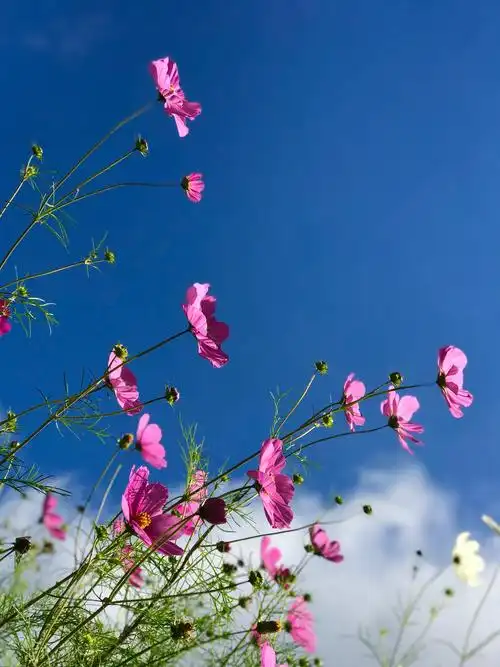 格桑花开蓝天下