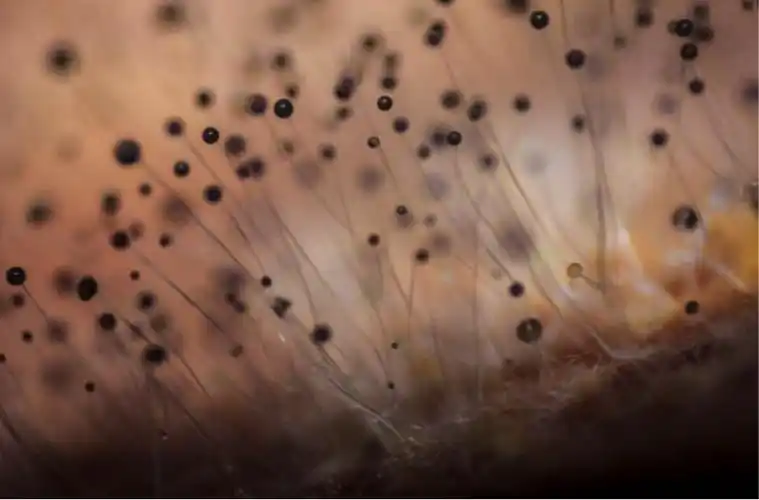 黑曲霉的代谢网络重建 | bmc journals