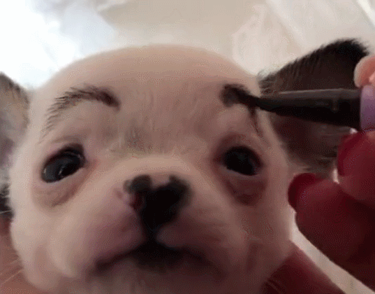 小狗请主人帮忙化妆,表情:我白,什么妆都耐看!