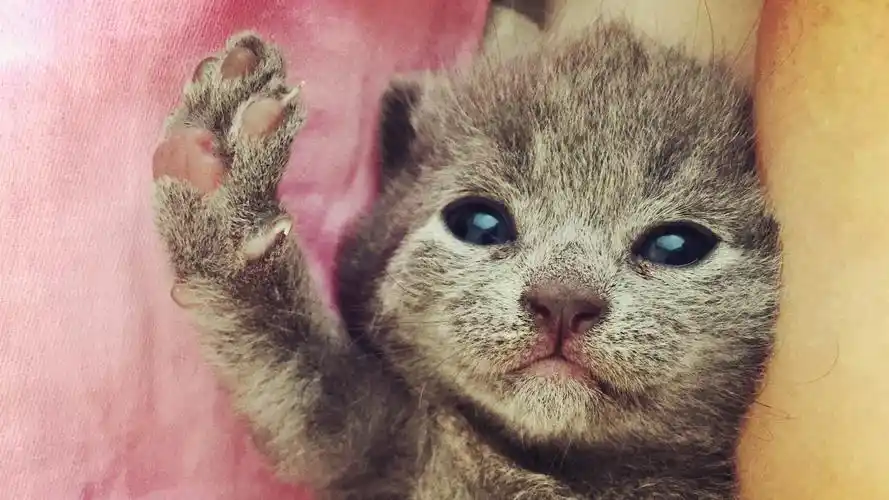 超级萌超级可爱的小猫咪图片壁纸