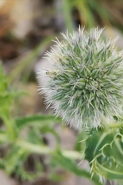 97,砂蓝刺头,别称大绒草.根可入药.