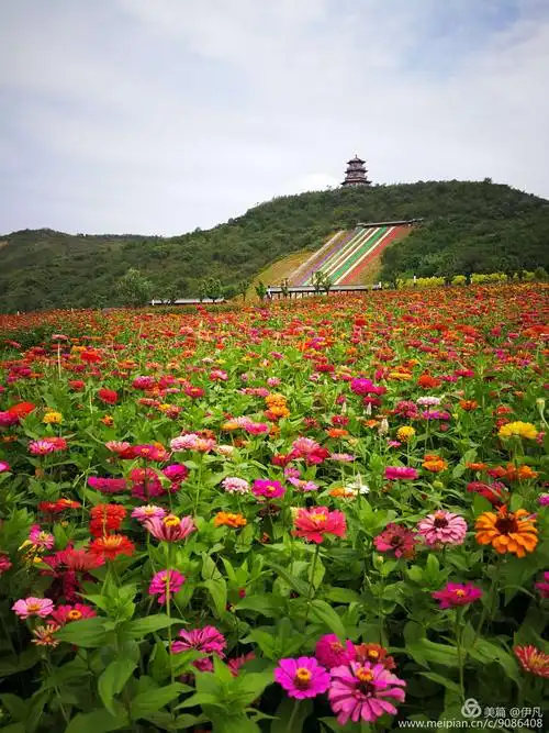 七彩花海!