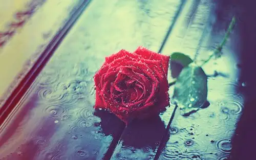 花朵,玫瑰花,木板,水滴,伤感,ashrafularefin花朵壁纸图片