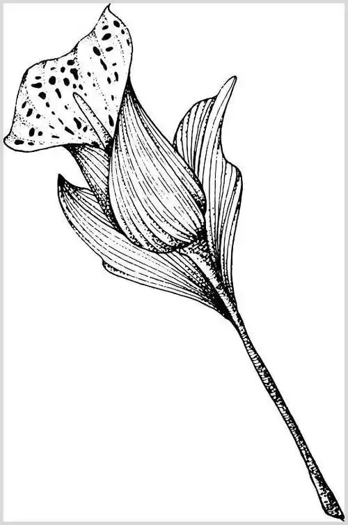 线条黑创意大气简约花卉简笔画素材