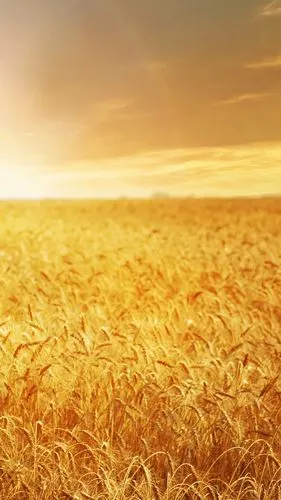 美丽的麦田,金色,日落 iphone 壁纸