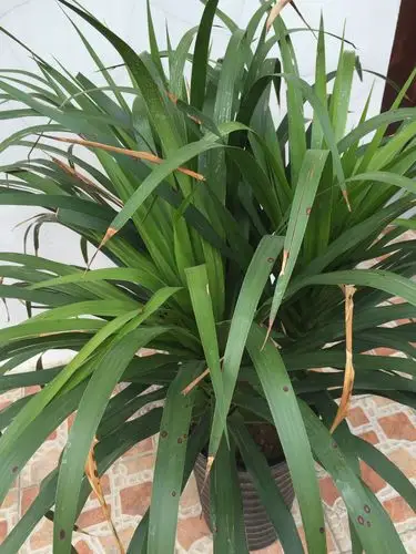 龙须兰是不是生病了啊?麻烦懂的人帮我看看!_百度知道