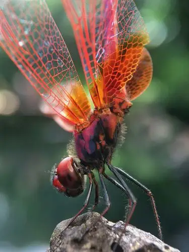 红蜻蜓
