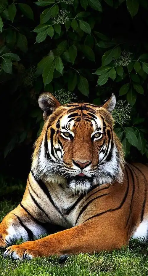 虎虎生威 | 超酷老虎插画摄影壁纸_网易订阅