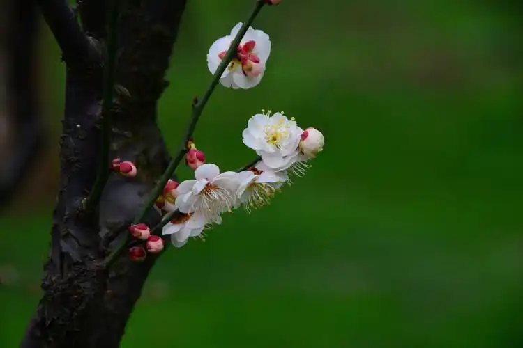 谁说梅花没有泪,泪凝枝头盼雪飞.