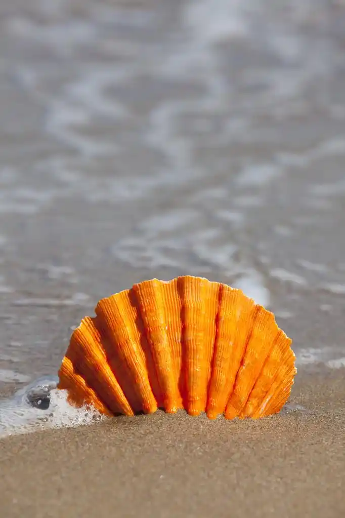 单一的橙色扇贝壳被困在沙滩