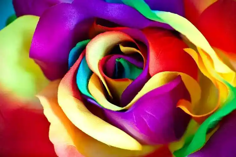 灰色背景前的玫瑰