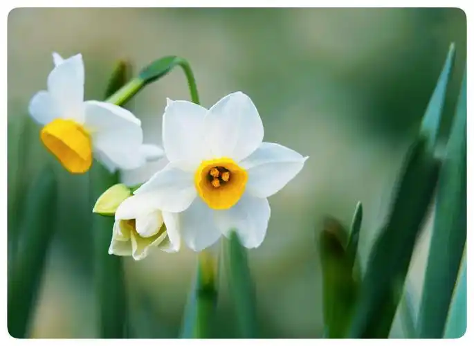 开了 香了 水仙花 - 美篇