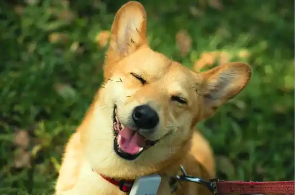 微笑是最好的沟通语言,这些动物的微笑让人"暖心",是萌到心里